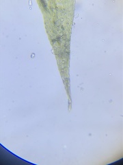 Brachythecium laetum