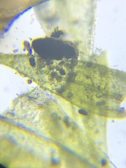 Brachythecium laetum