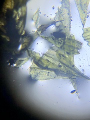 Brachythecium laetum