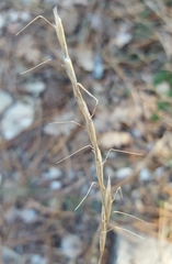 Helictochloa bromoides