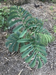 Melianthus