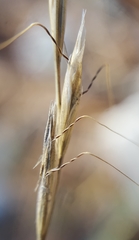 Helictochloa bromoides