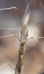 Helictochloa bromoides