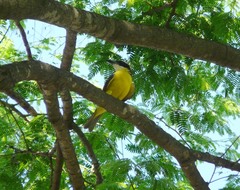 Pitangus sulphuratus