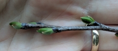 Diospyros virginiana