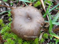 Clitocybe barbularum