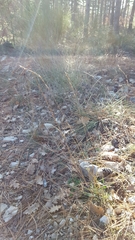 Helictochloa bromoides