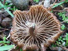 Clitocybe barbularum