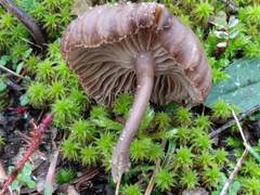 Clitocybe barbularum