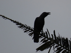 Corvus splendens