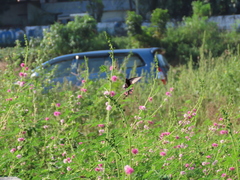 Pachliopta aristolochiae