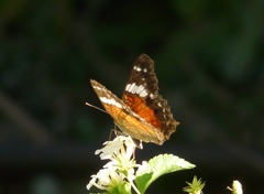 Anartia amathea
