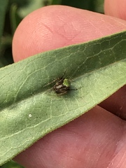 Araneus detrimentosus
