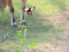 Pachliopta aristolochiae