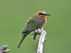 White-Fronted Bee-Eater photo 4