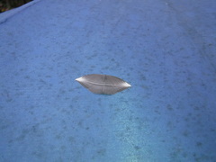 Doleschallia bisaltide