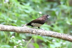 Lonchura leucogastra