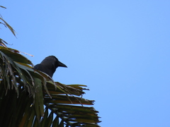 Corvus splendens