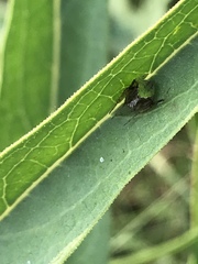 Araneus detrimentosus