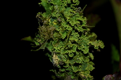Crocodia