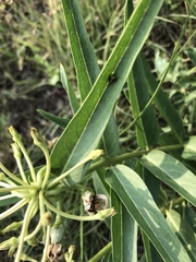 Araneus detrimentosus