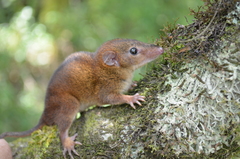 Monodelphis iheringi