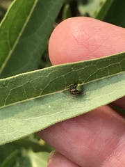 Araneus detrimentosus
