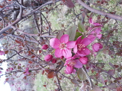 Malus purpurea