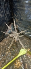 Phoneutria depilata