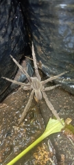 Phoneutria depilata