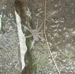 Phoneutria depilata
