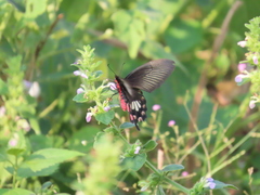 Pachliopta aristolochiae