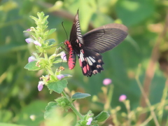 Pachliopta aristolochiae