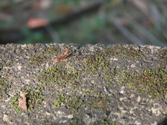 Oecophylla smaragdina