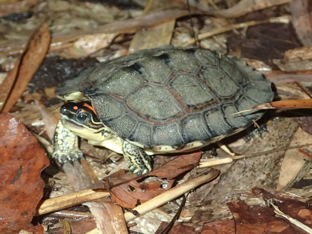 Tortuga de patas punteadas (Vertebrados con Caparazón presentes en ...