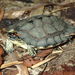 Spotted-legged Turtle - Photo (c) Mike G. Rutherford, some rights reserved (CC BY-NC), uploaded by Mike G. Rutherford