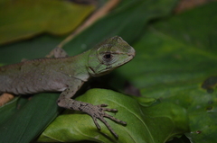 Enyalius