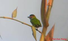 Psilopogon duvaucelii