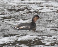 Tachybaptus ruficollis