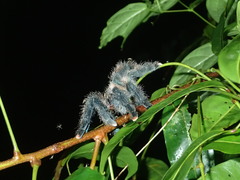 Avicularia avicularia