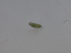 Craspedolepta martini