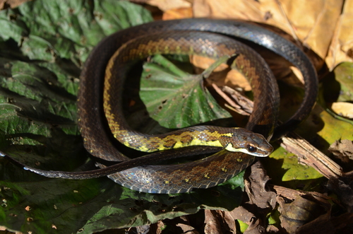 Frog-eater Snake