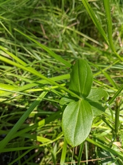 Sabatia difformis