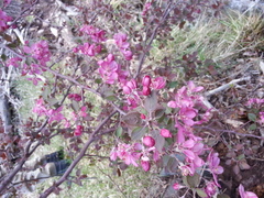 Malus purpurea