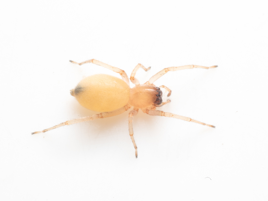 Cheiracanthium fibrosum