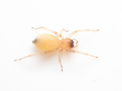 Cheiracanthium fibrosum