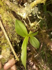 Cyrtochilum pardinum