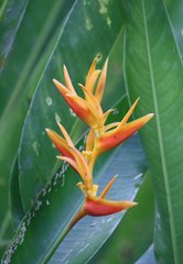 Heliconia × nickeriensis