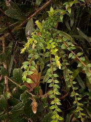 Disterigma acuminatum