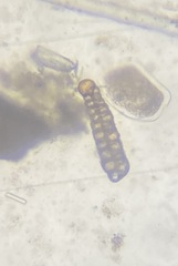 Bolivina